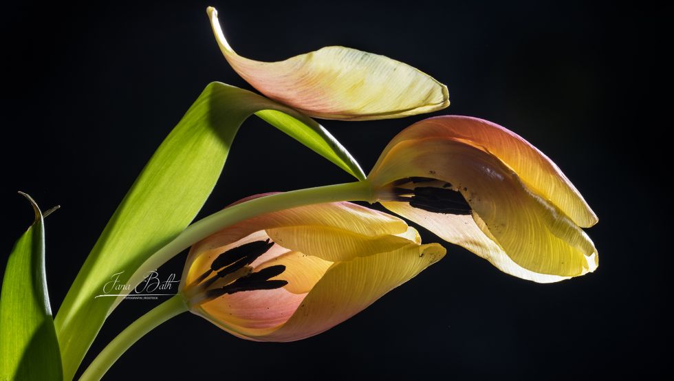 Zwiegespräch, Fotografie, Tulpen © Jana Bath